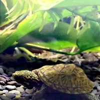 水龟繁育 篇五：春季出眠死龟多？记住这句保命口诀！