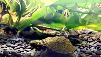 水龟繁育 篇五：春季出眠死龟多？记住这句保命口诀！