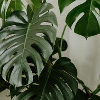 生活研究所|3种超适合室内种植的大型绿植看这里！
