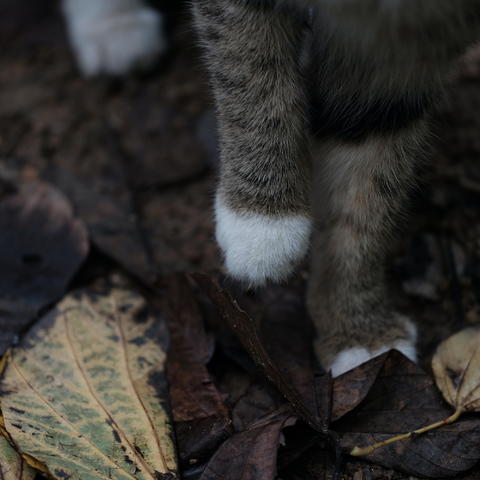 “咖喱”！一只爱干净的小区流浪猫！