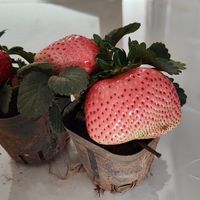 随便种的草莓也能吃了