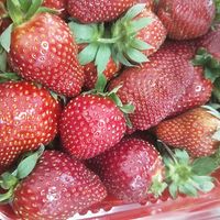 超级容易养活的草莓苗