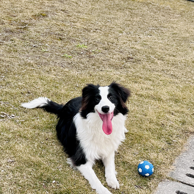 给大家分享新手养边牧的感受，以及我买边牧到现在的经历……