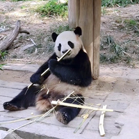 谁会拒绝吃竹子的熊猫？
