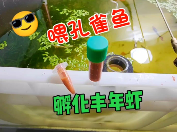 孔雀鱼喂什么好？孵化丰年虾