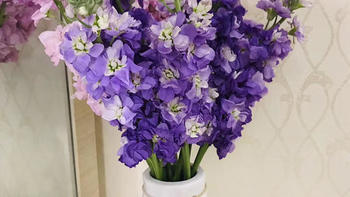 女神喜欢的紫罗兰，养颜美容优点多，春季如何养？