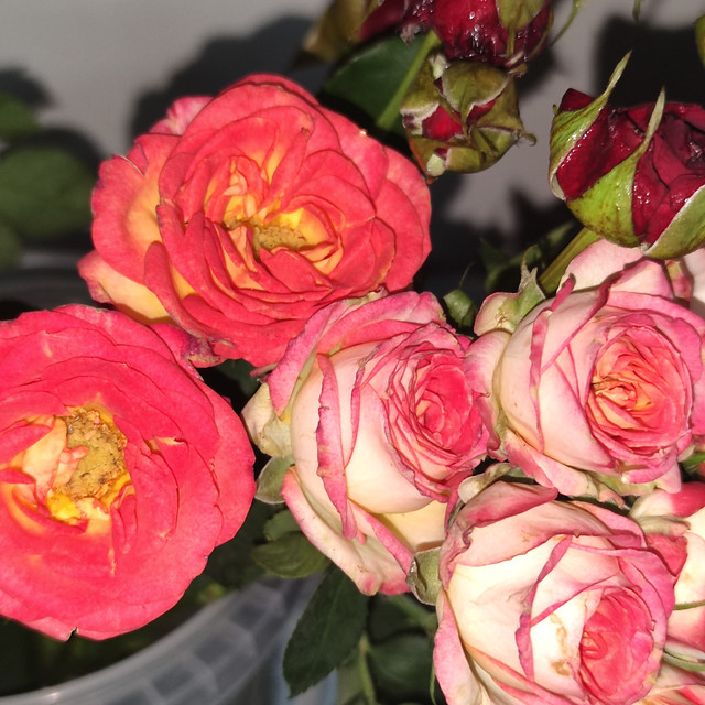 春日来临，花朵的养护也需要尽心尽力