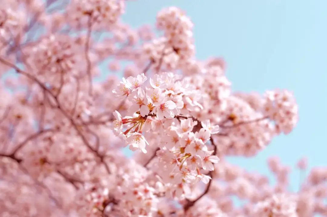 【合集】撒野的春天，是什么让你更美？