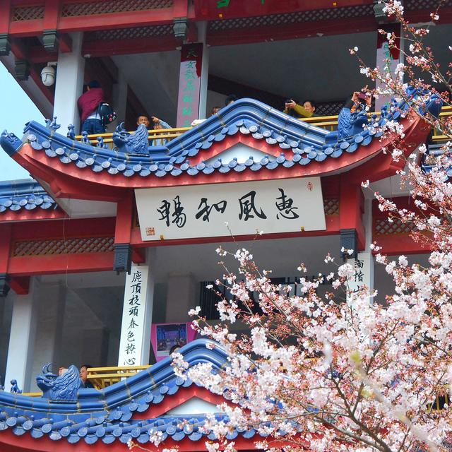 初春樱花踏青攻略 鼋头渚