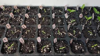 露台种植经验 篇七：再谈露台种花种菜的前期准备 