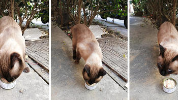 楼下的猫 篇三：小区遛狗时，偶遇一只暹罗猫