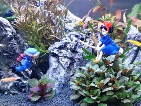 春日保藏，我的小鱼和鱼食