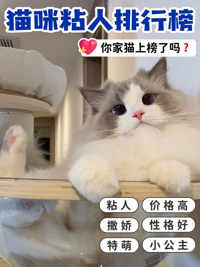 ​猫咪粘人排行榜大揭秘 你家猫咪上榜了吗
