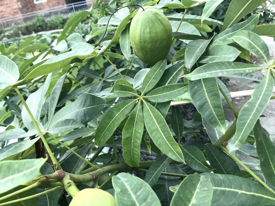 开花结果的发财树