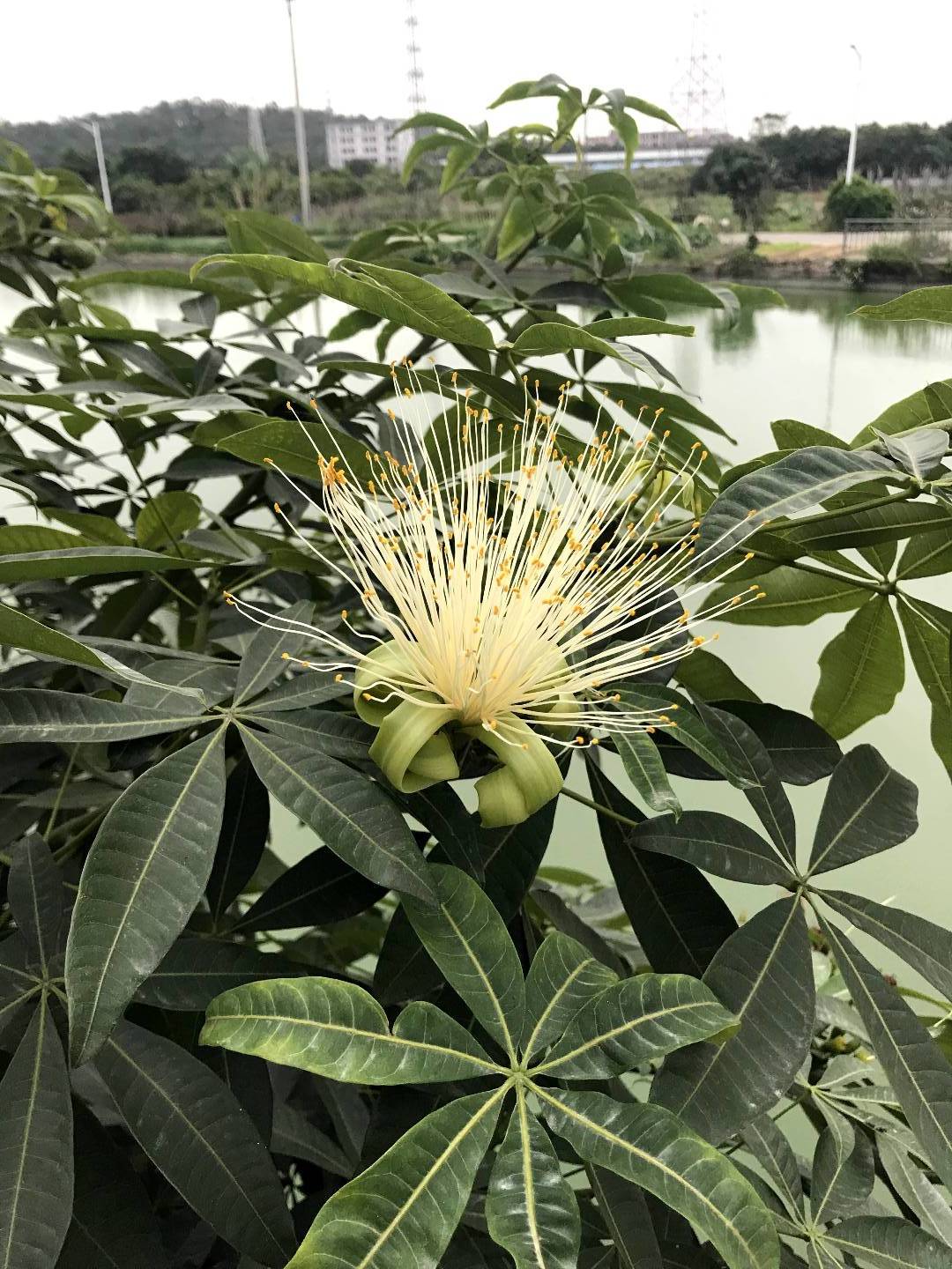 开花结果的发财树