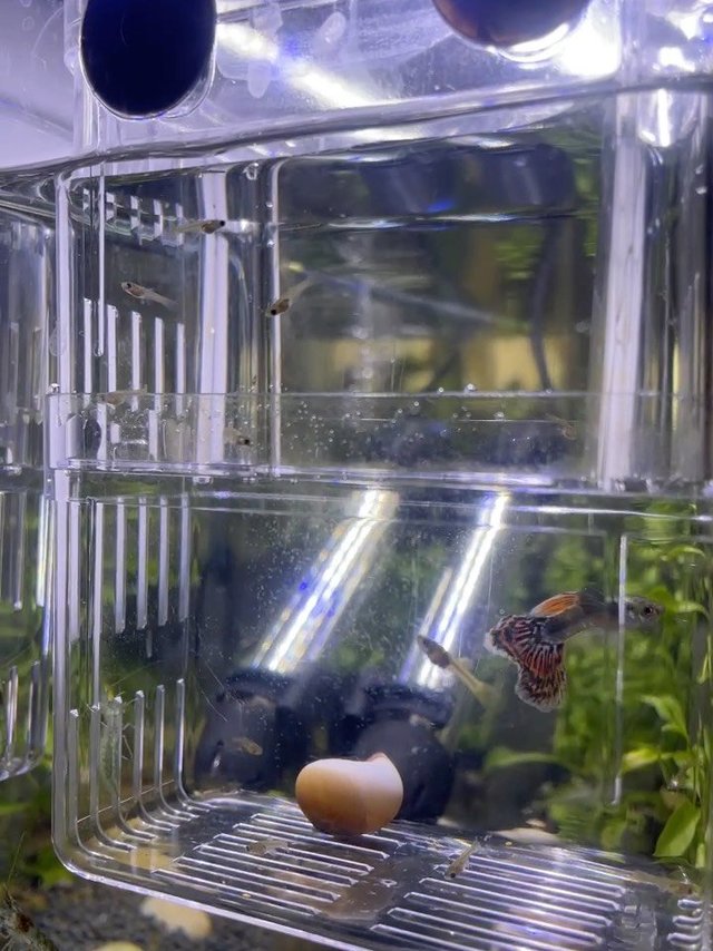 小鱼最爱~脱壳丰年虾卵