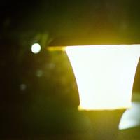 摄影之路 篇五：奥林巴斯相机记录下的影像：夜灯下的猫