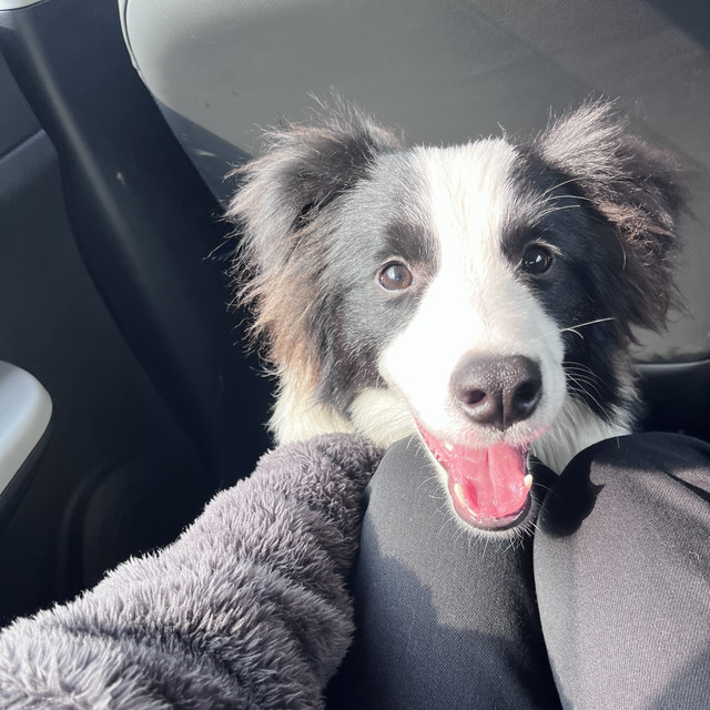 分享狗狗餐盒｜比利玛格餐盒