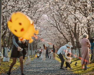 杭州大屋顶樱花开了，周末可以来了