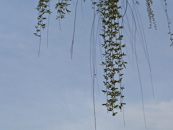 努比亚z50 ultra鉴真路随拍