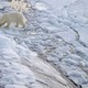 在北极能看到哪些动物？北极动物图谱大揭秘