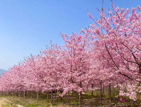 一春三度，寻樱而现！盘点樱花元素点缀的出彩单品，带你捕捉一整个春天～
