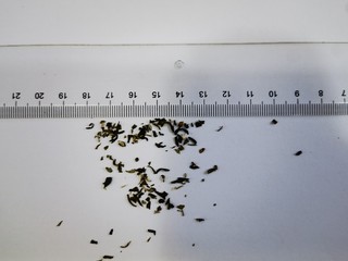 高碎有多碎，72两斤的元长厚高碎茉莉花茶