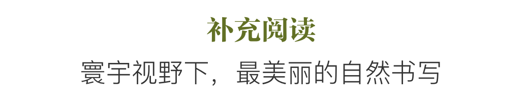 在阅读中，回归心灵深处的小森林｜风物书单·世界森林日特辑