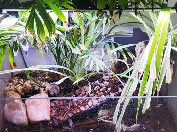 整个小水陆缸，养点小鱼小花