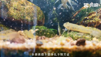 溪流缸 篇一：原生溪流缸第一次开缸