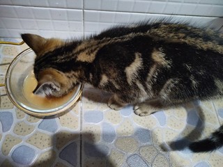 猫主子吃上三文鱼罐罐