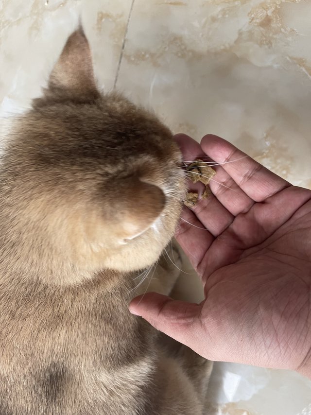 风干肉干，巅峰的猫粮有点不一样