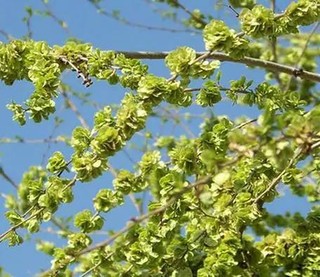 春天里才能吃到幸福感的“野味”——榆钱饭