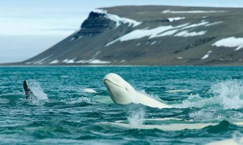 斯瓦尔巴群岛，这个地方北极熊比人多