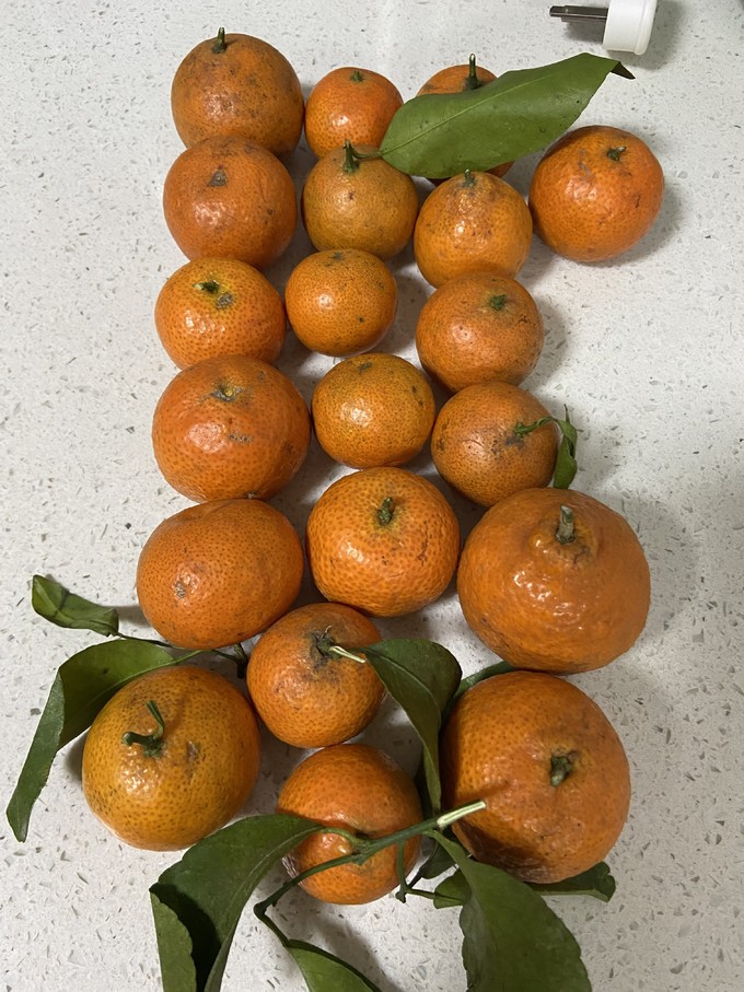 橘/桔