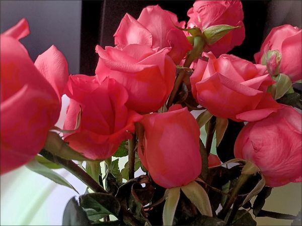 云南昆明鲜花玫瑰批发