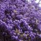 成都一小区的紫藤花，从1楼“爬”到6楼，犹如“紫色瀑布”，晒晒