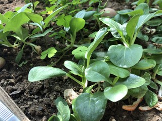 这种植物很好养-油菜苗