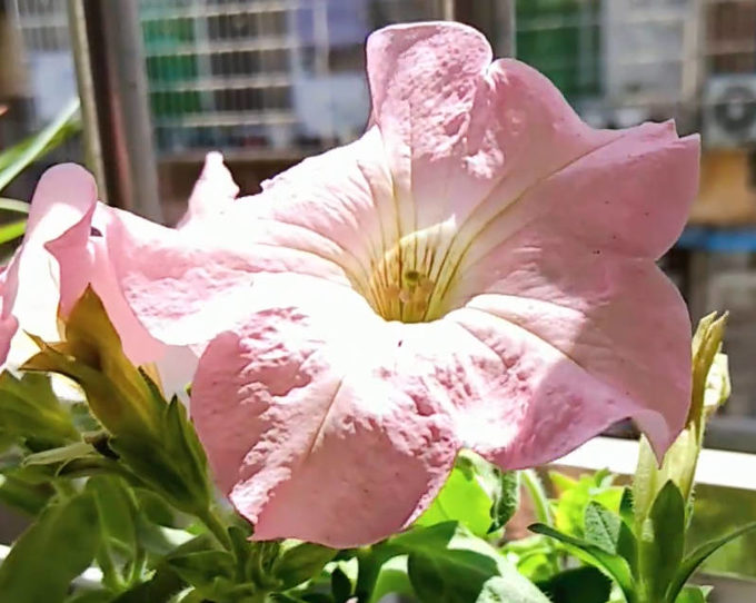 鲜花