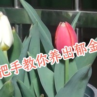 手把手教你养出美丽的郁金香