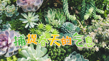 小兴趣家 篇二：你们觉得多肉植物好养吗？