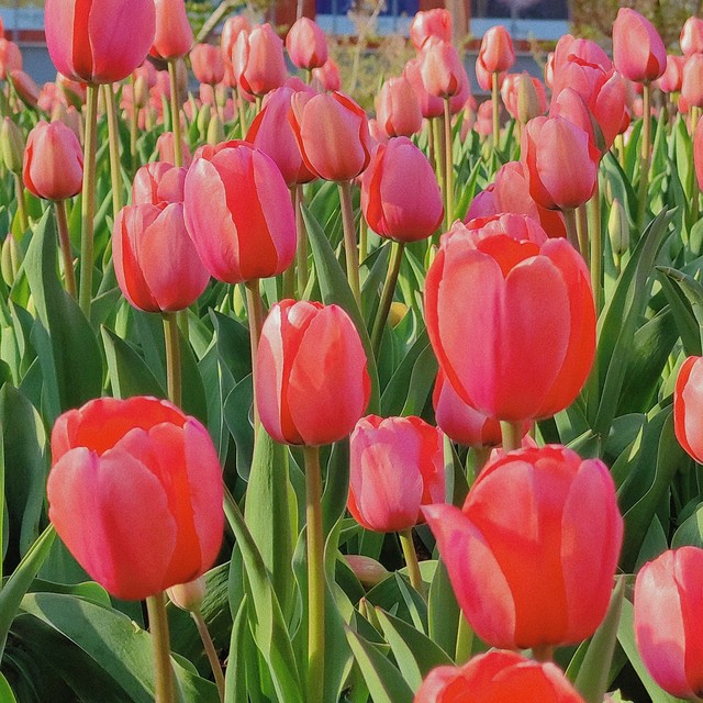 济南初春赏花攻略：郁金香花田打卡