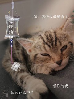 猫主子最爱的猫条