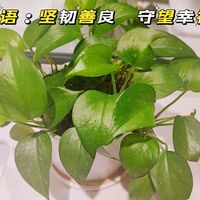 比仙人球还好养的花——绿萝