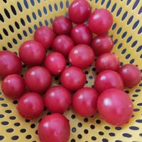 ​春日宝藏-小番茄，一口一个，真不错！
