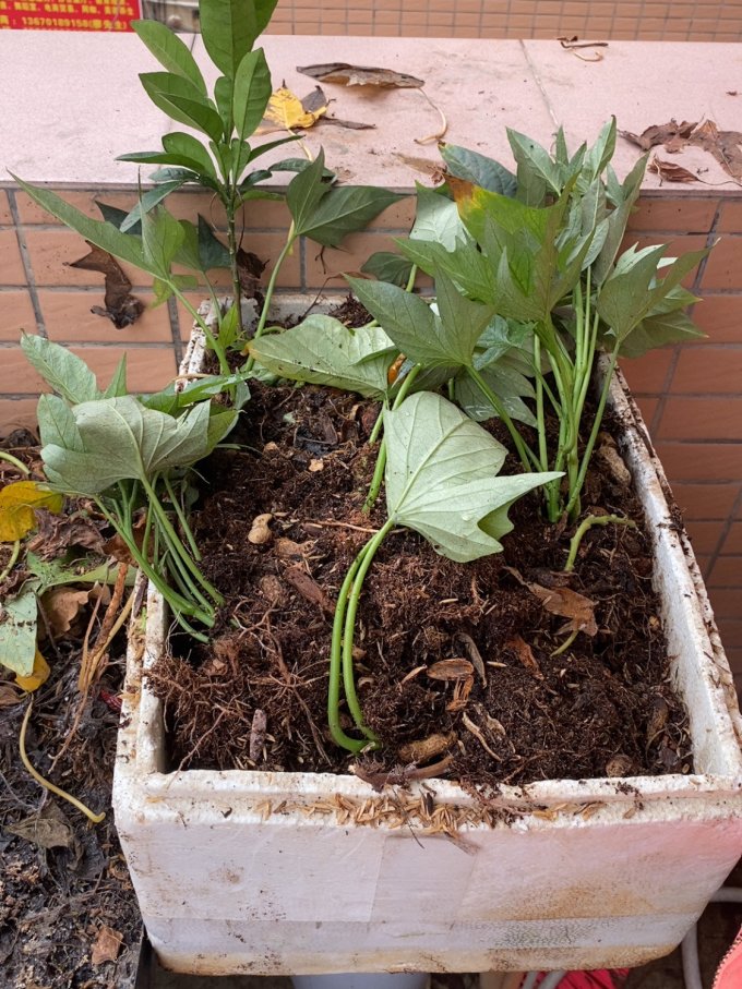 地瓜是什么植物 64291c9b532656349.jpg_e680.jpg