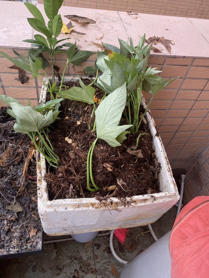 地瓜是什么植物 64291c9c8e87d2998.jpg_e680.jpg