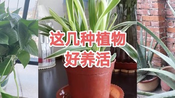 这几种植物很好养，看看你都有哪些植物