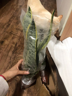 这种植物很好养:虎皮兰