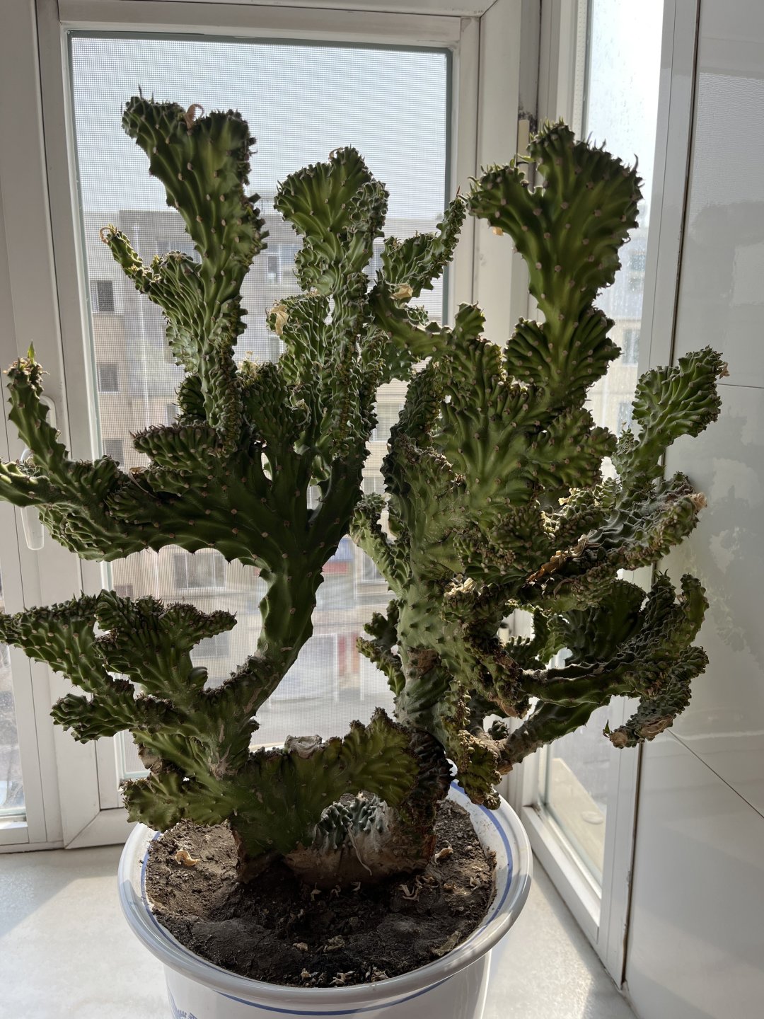  /p> p>并且麒麟掌还属于耐旱植物,经常特别适合经常忘记浇水的人